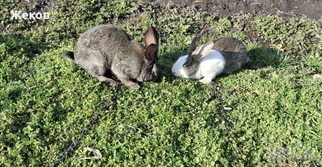 Продават се зайци, снимка 4 - Други - 53635287