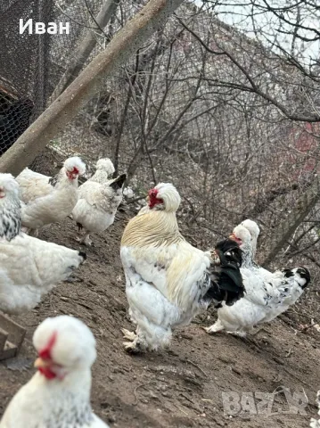 яйца от Струмски кокошки, снимка 9 - Кокошки и пуйки - 49817057