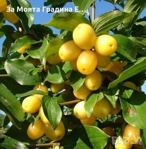 Жълт Дрян , снимка 4 - Градински цветя и растения - 53619111