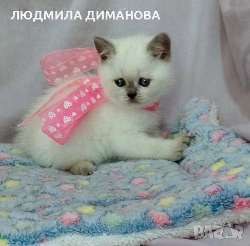 Шотландско мъжко със сини очи 