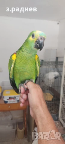 Бебета синьочела амазона, снимка 2 - Папагали - 50946216
