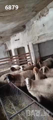 Продавам овце, снимка 3 - Овце - 52661931