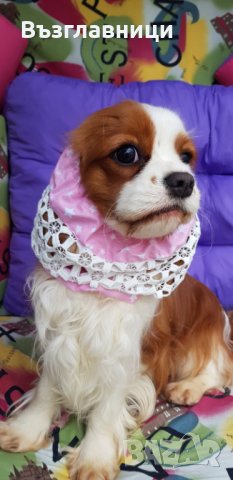 Снуд за кучета за предпазване, снимка 13 - За кучета - 35984279