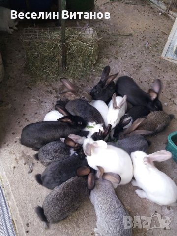 Продавам зайци., снимка 3 - Други животни - 39554621