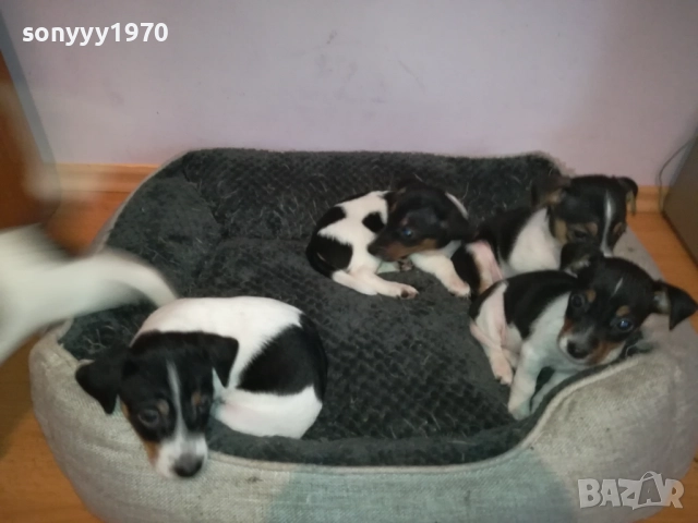 джак ръсел женски кутрета с паспорт и ваксина 1910251308, снимка 3 - Джак ръсел териер - 52105790