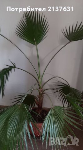 ГОЛЯМА  ПАЛМА ВАШИНГТОН  - около 2 мeтра, снимка 1