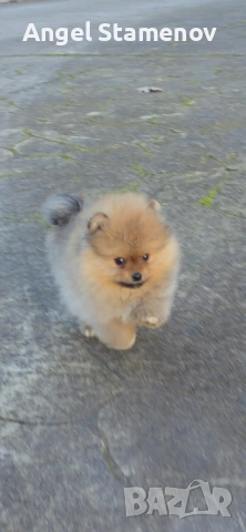 Померан,минимомченце с родословие!, снимка 8 - Померан - 53208731