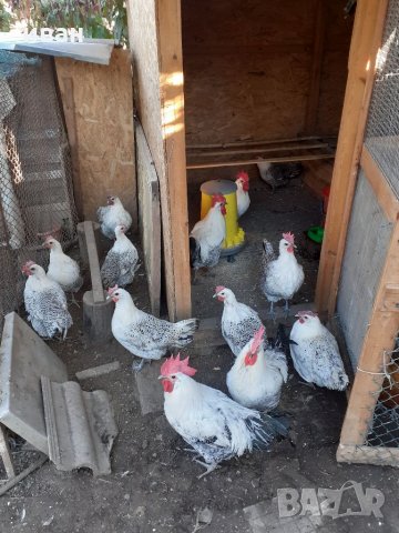 СРЕБЪРНО БРЕЗЕ -РАЗПЛОДНИ ЯЙЦА, снимка 11 - Кокошки и пуйки - 35769991