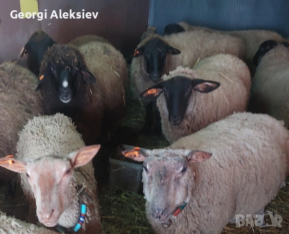 Чистокръвни овце Мутон шароле, снимка 3 - Овце - 53749010