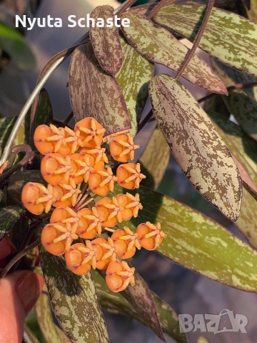 Hoya Sigilatis​ silver​ AH001 