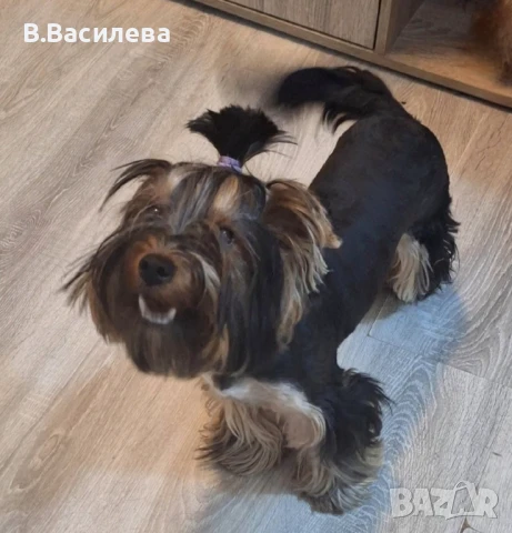 Йоркширски териер-момиче, снимка 2 - Йоркширски териер - 50828126