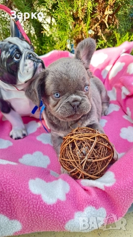 Френски булдог, снимка 10 - Френски булдог - 51950911