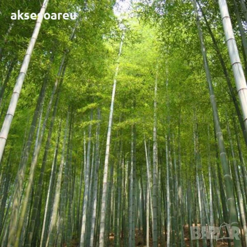 Качествени Семена от бамбук Bambusa arundinacea бързо растящи бамбукови растения за украса на дома, снимка 16 - Сортови семена и луковици - 50483666