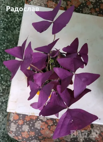 Продавам красива лилава детелина цвете , снимка 3 - Стайни растения - 47079779