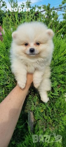 Померан померанче, снимка 16 - Померан - 41146182