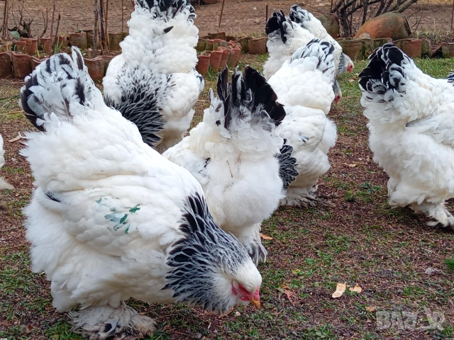 Яйца от колумбийска брама, снимка 9 - други­ - 53701995