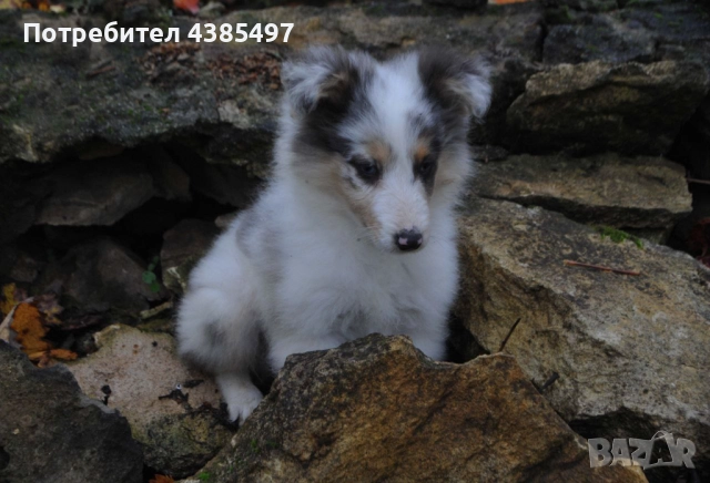 Кученце Шелти момче FCI , снимка 2 - Други - 51497588