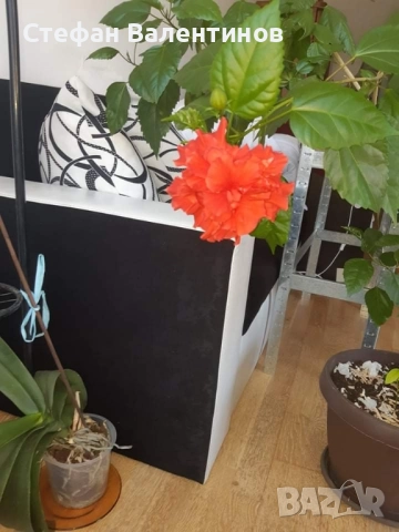 Хибискус/китайска роза, цъфти с едри червени кичести цветове, снимка 4 - Стайни растения - 52044964