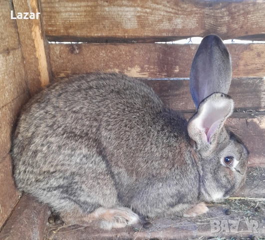 Продавам Зайци Белгийски великан