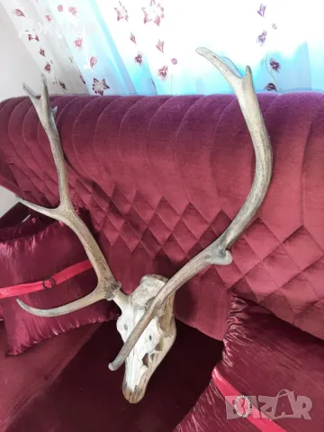 различни симетрични трофеи, снимка 3 - Антикварни и старинни предмети - 47085516