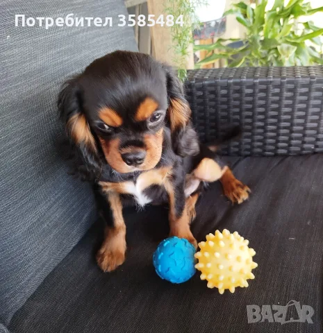Кавалер Кинг Чарлз шпаньол, снимка 4 - Кавалер кинг чарлз шпаньол - 56335431