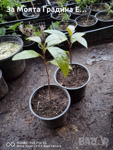 Авокадо , снимка 11 - Градински цветя и растения - 53636003