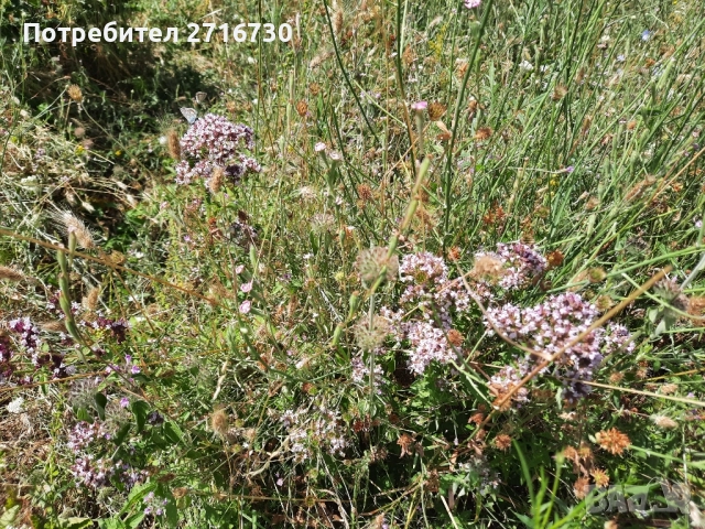 Риган - билка от подножието на Рила, снимка 2 - Други - 51643762