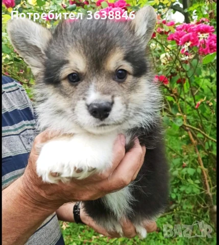 Корги пембрук, снимка 2 - Други - 50615995