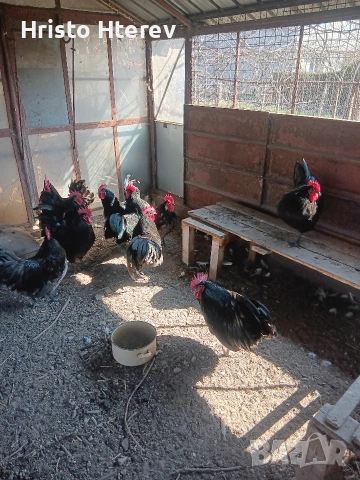 Петли на девет месеца Австралорп 0899847173