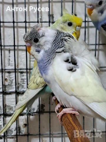 вълнисти рейнбол и хеликоптери, снимка 11 - Папагали - 53817570