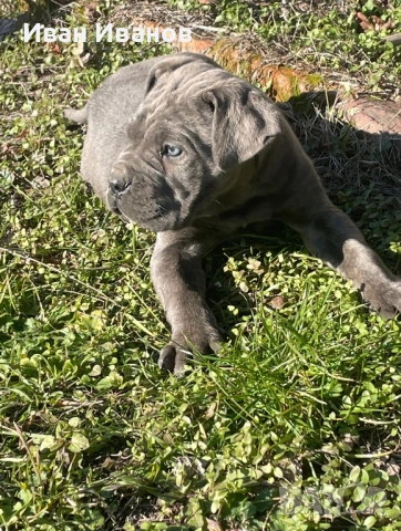 Кане Корсо Сиви