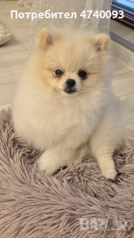 Продавам Померан, снимка 2 - Померан - 53501325