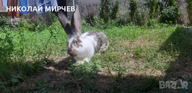 Белгийски великани, снимка 5 - Други животни - 36530605