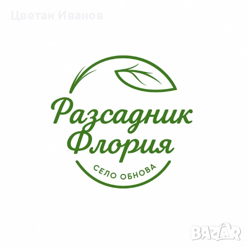 Овощни дръвчета качествени фиданки на достъпни цени!