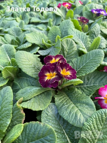 Цветя за 8 март, снимка 7 - Градински цветя и растения - 53336246