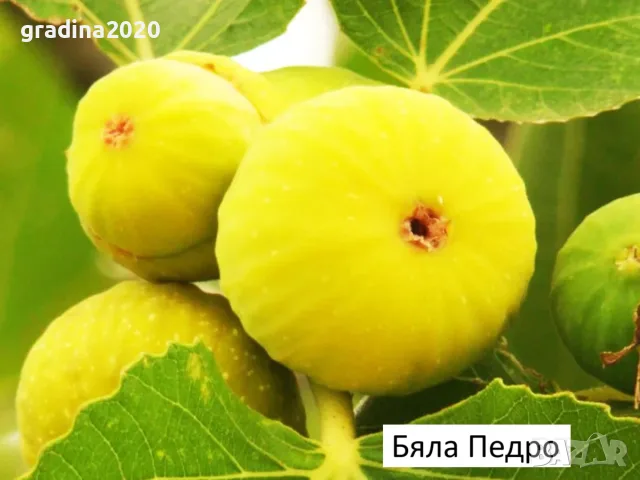 Смокиня  / Разсад Студоустойчиви - Налични 8 сорта, снимка 4 - Градински цветя и растения - 27289924
