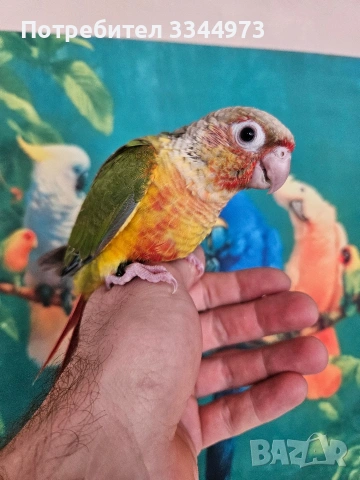 пирура , снимка 2 - Папагали - 53581977