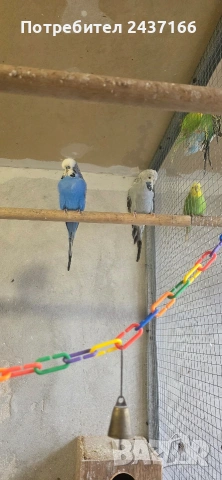 Вълнисти папагали и изложбени валнисти, снимка 2 - Папагали - 49218191