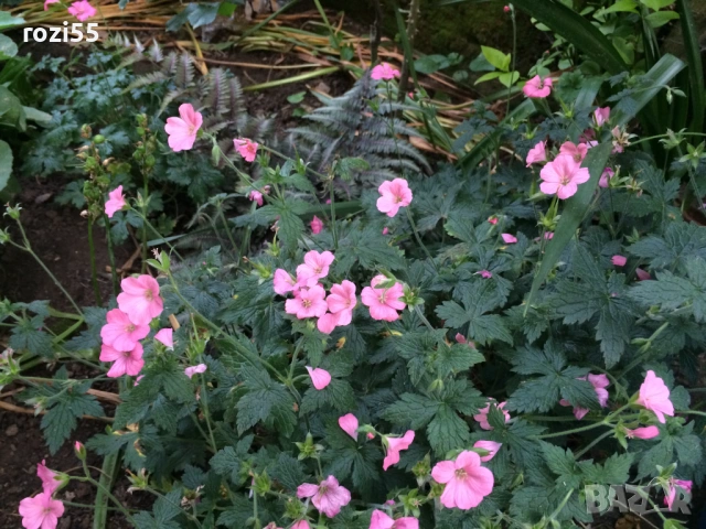 ЦВЕТЯ НА ГОЛ КОРЕН