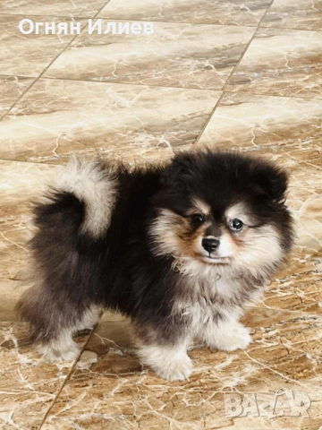 Померан на 60 дена, снимка 1