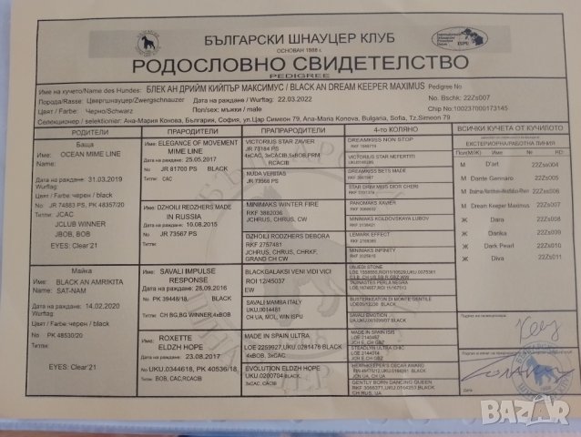  Мъжки мини шнауцер, снимка 7 - Други - 44351208