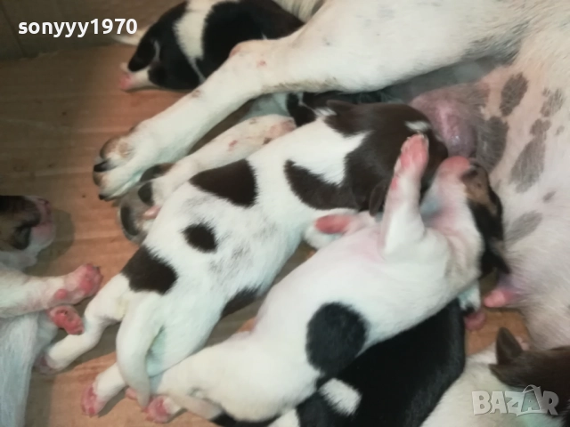 ДЖАК РЪСЕЛ 1808251737, снимка 3 - Джак ръсел териер - 51407475