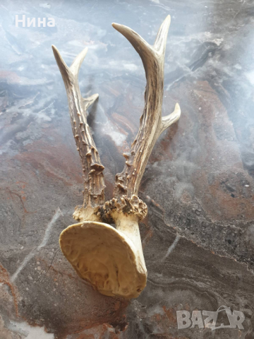 рога от сръндак