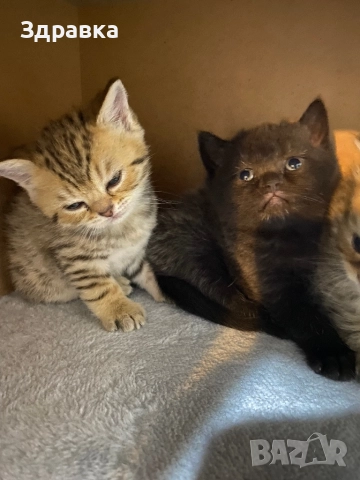 Златна чинчила  котета, снимка 4 - Британска късокосместа - 52573303