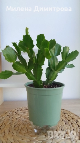 Шлумбергера ( Коледниче) цикламен, снимка 4 - Стайни растения - 52262702