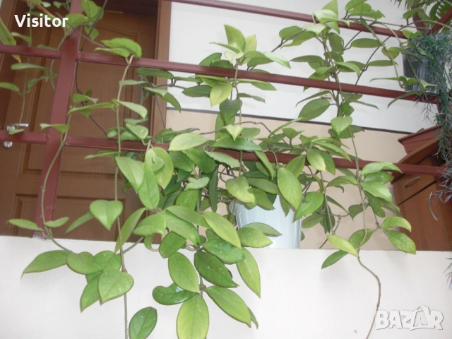 фотоапарат Casio Exilim EX-S10, снимка 13 - Фотоапарати - 53618372