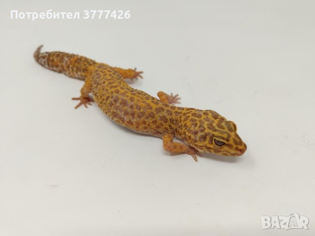Женски Леопардови Гекони, снимка 8 - Гекон - 44394698