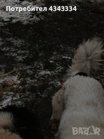 Българско овчарско куче, снимка 9 - Каракачанска овчарка - 53669702