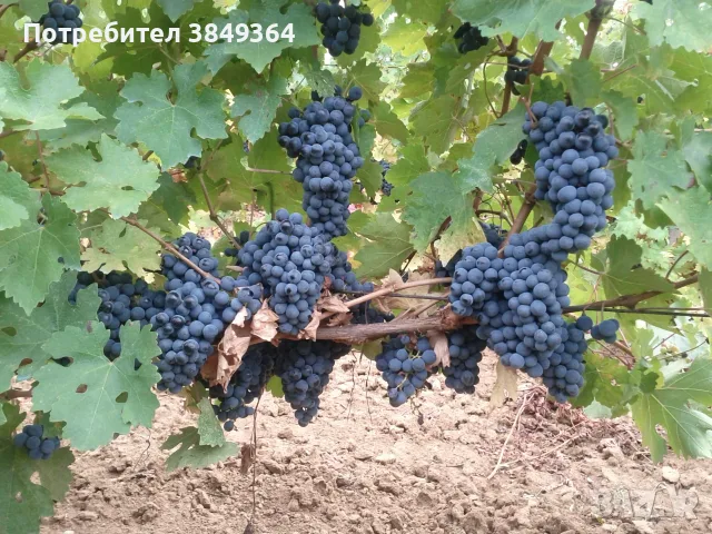 Грозде Каберне Совиньон