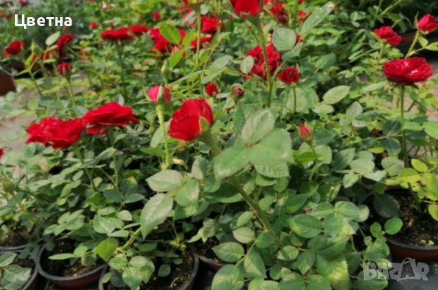 Рози 🌹вкоренени в Градински цветя и растения в гр. Пловдив - ID42705872 —  Bazar.bg